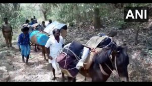 donkeys carry evm