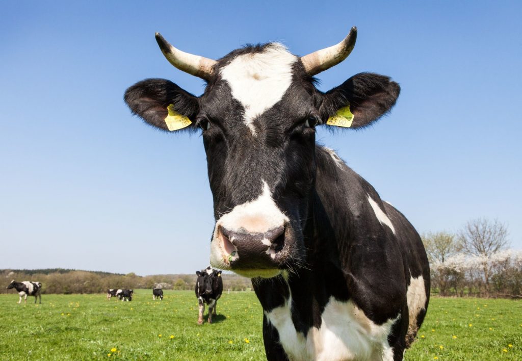 cow