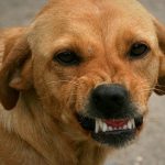 street dogs