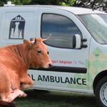 cow ambulence
