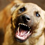 street dog