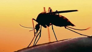 zika virus