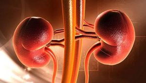 kidneys