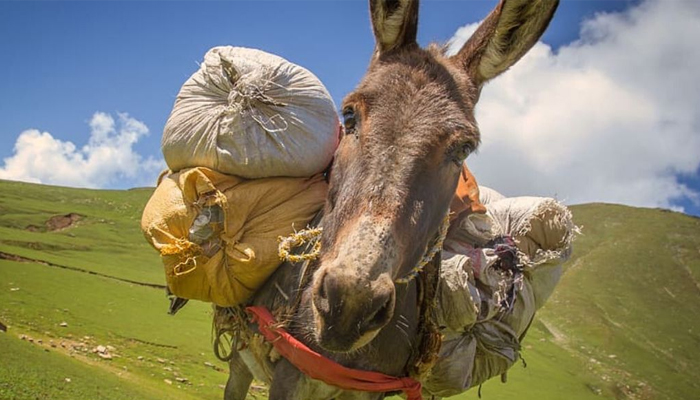 a donkey temple story