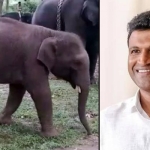 puneeth rajkumar