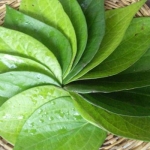 betel leaf