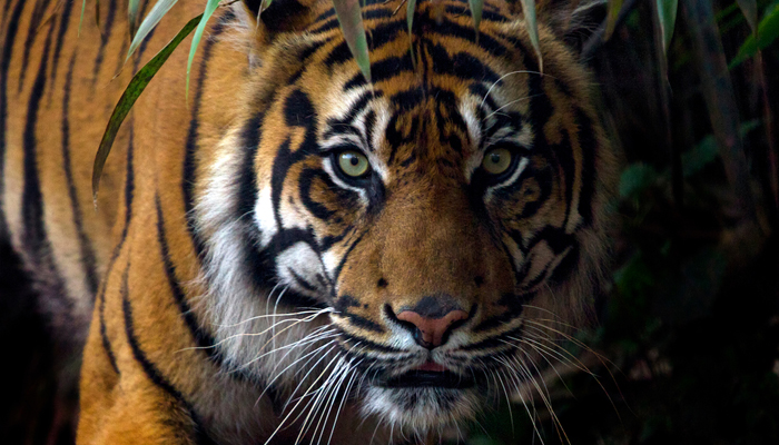 tiger