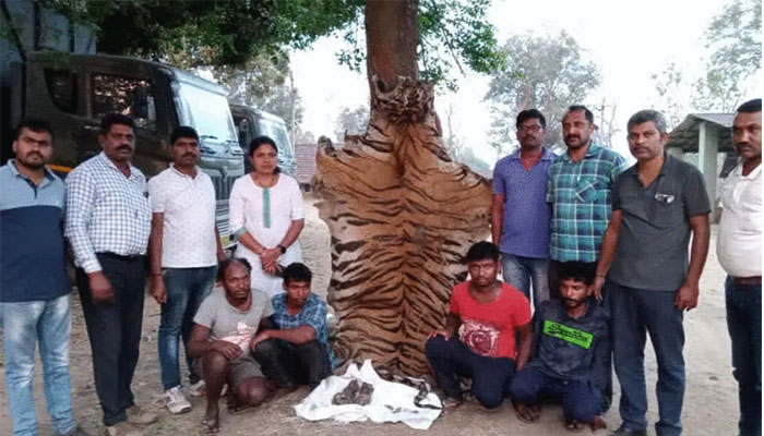 tiger
