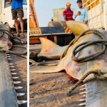 garagasa fish