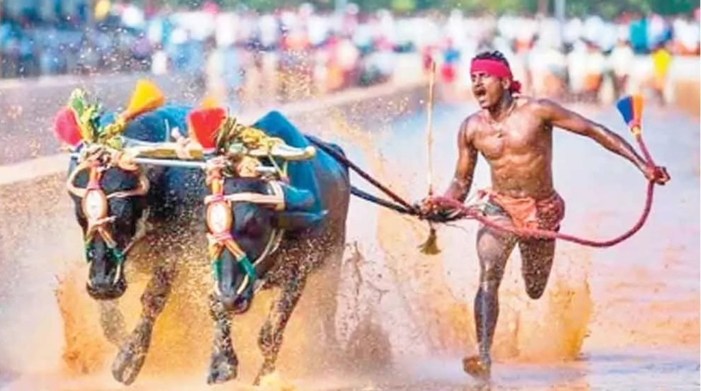 kambala