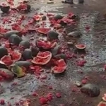 dharawad