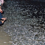grunion runs