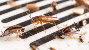 cockroaches released