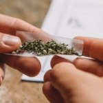 ganja