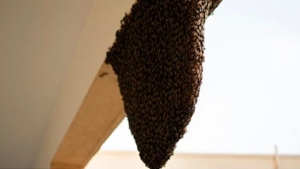 honey