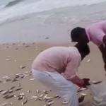 malpe fishing
