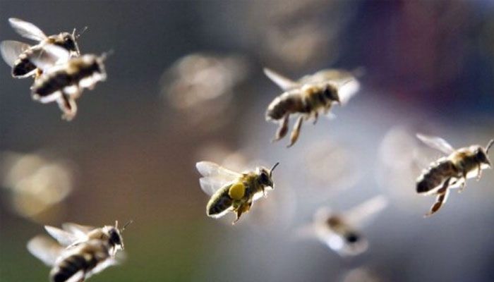 honey bee