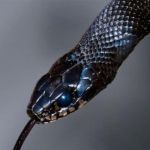 living snake