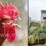rooster