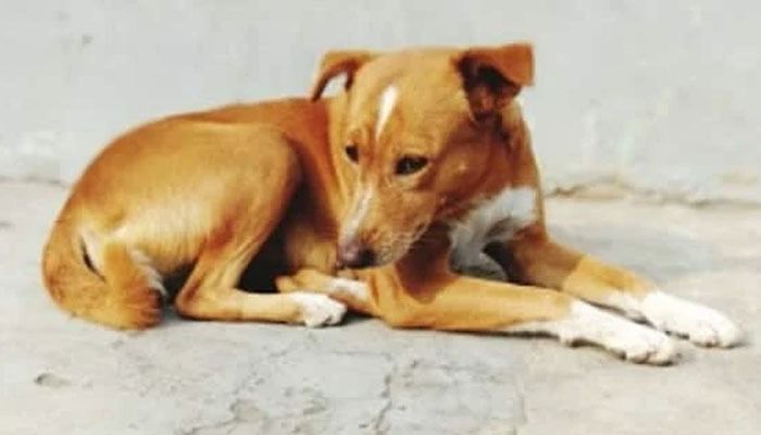 dog