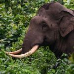 elephant attack