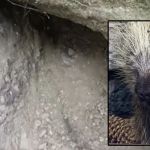 porcupine