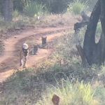 tiger in k gudi