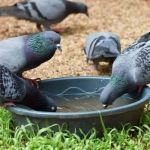 birds