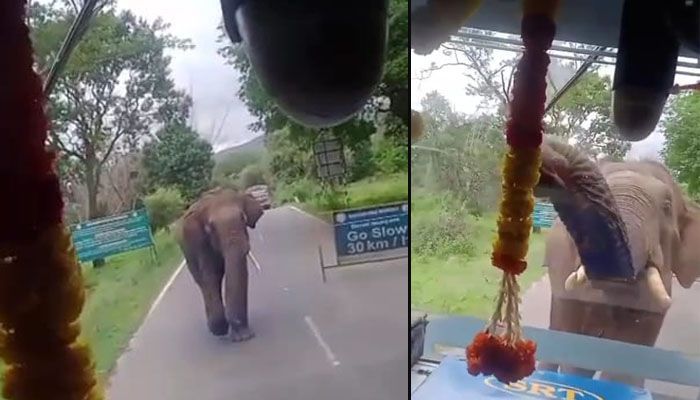 elephant
