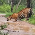 tiger