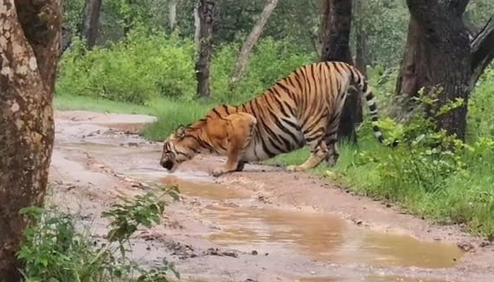 tiger