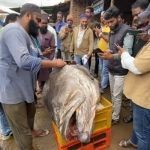 amburu fish