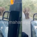 chamarajanagara elephant