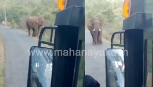 chamarajanagara elephant