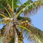 coconut tree