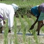 farmers