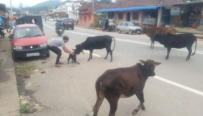 cow born