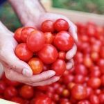 tomato
