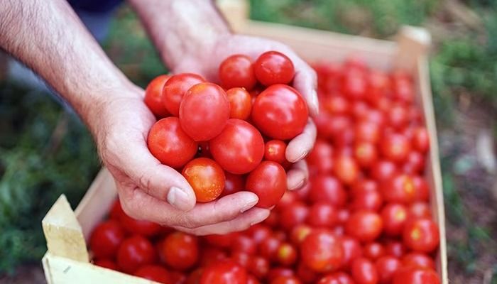 tomato