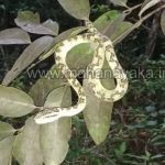 Bambo pit viper snake