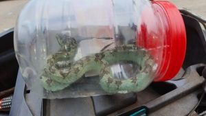 bambo pit viper snake