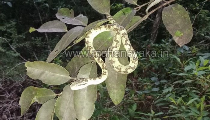 Bambo pit viper snake