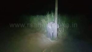 elephant