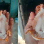 four legged chick