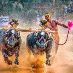 kambala
