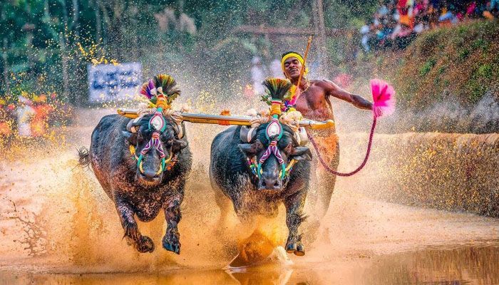 kambala