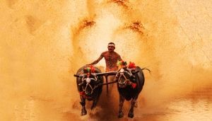 kambala