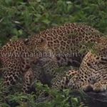 leopards
