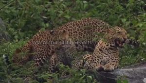 leopards