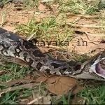 python